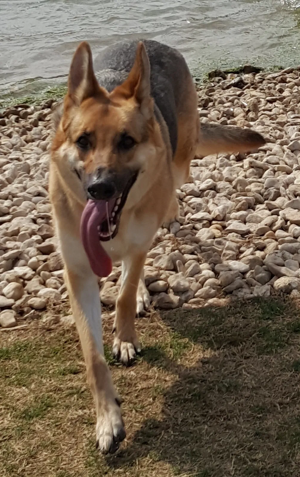 Lost dog in Fort Worth, TX, 76116