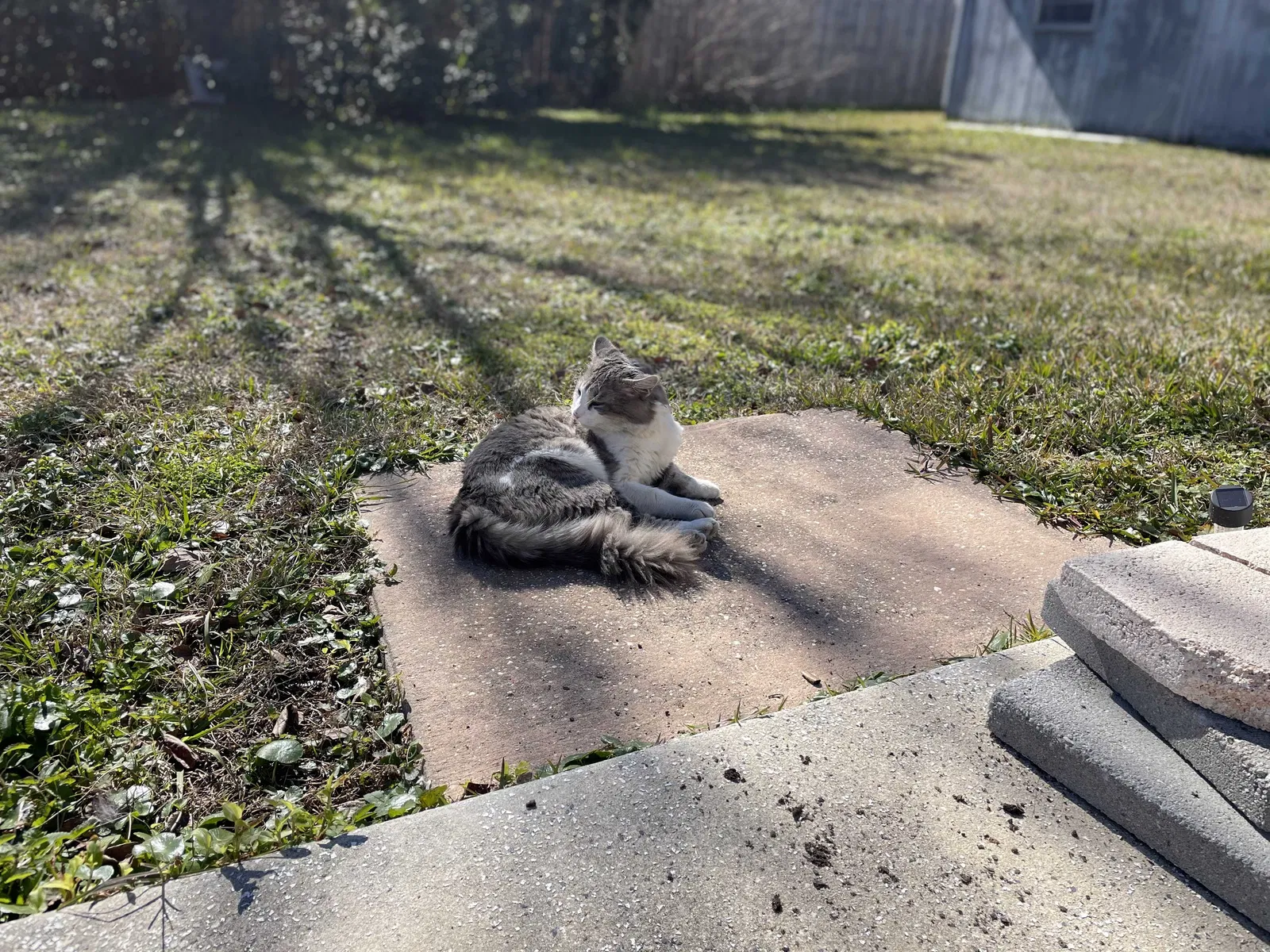 Lost cat in Panama City, FL, 32404