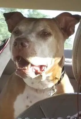 Lost dog in Leavenworth, KS, 66048