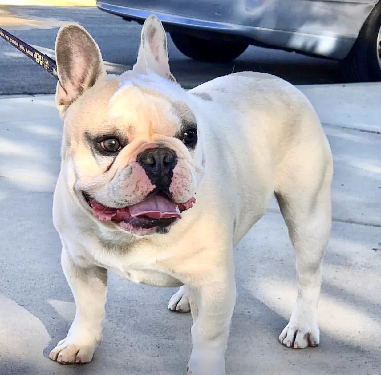 Lost dog in Hemet, CA, 92543