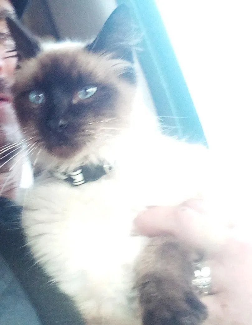 Lost cat in Galveston, TX, 77551