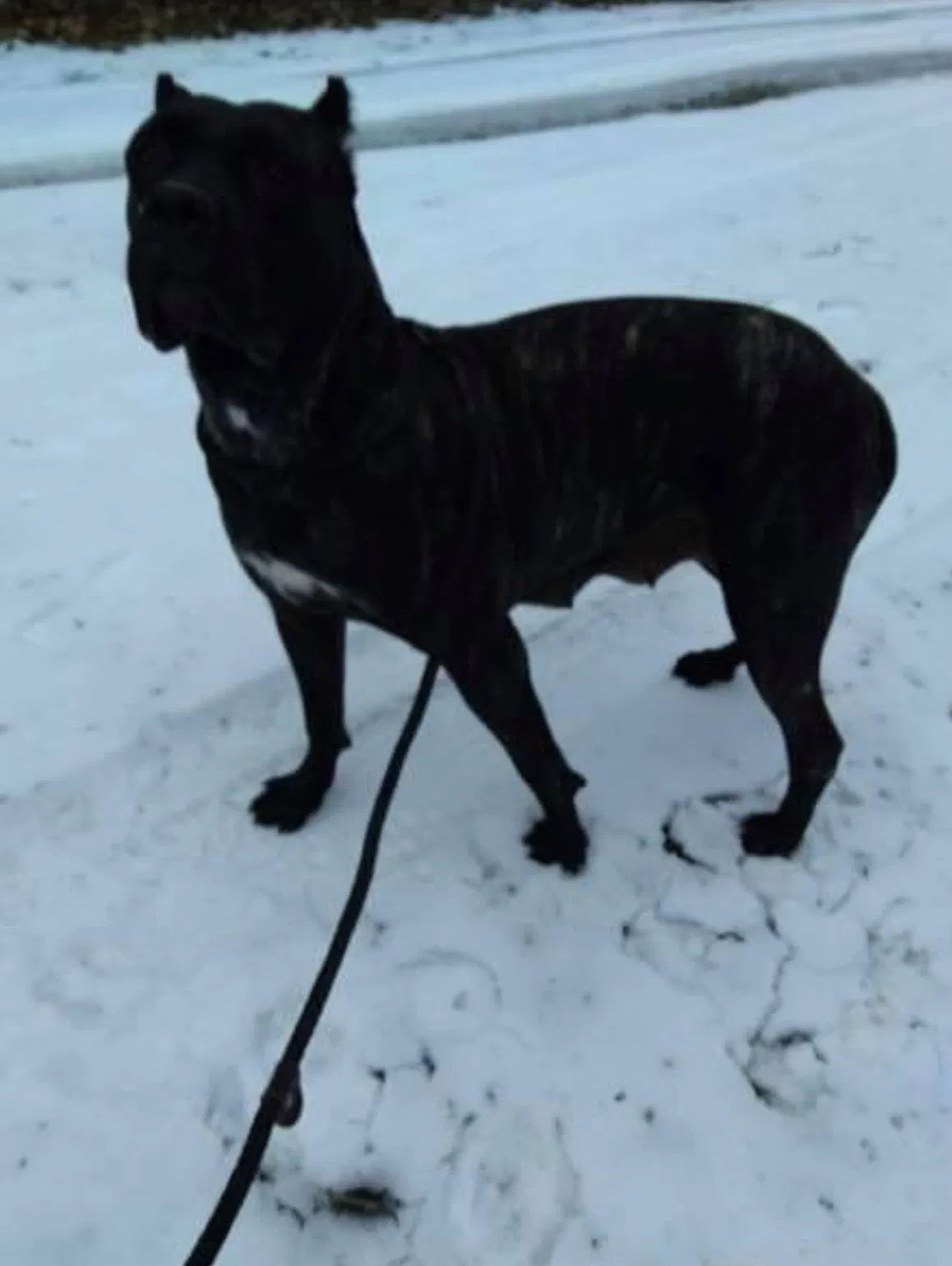 Lost dog in Cambridge, OH, 43725