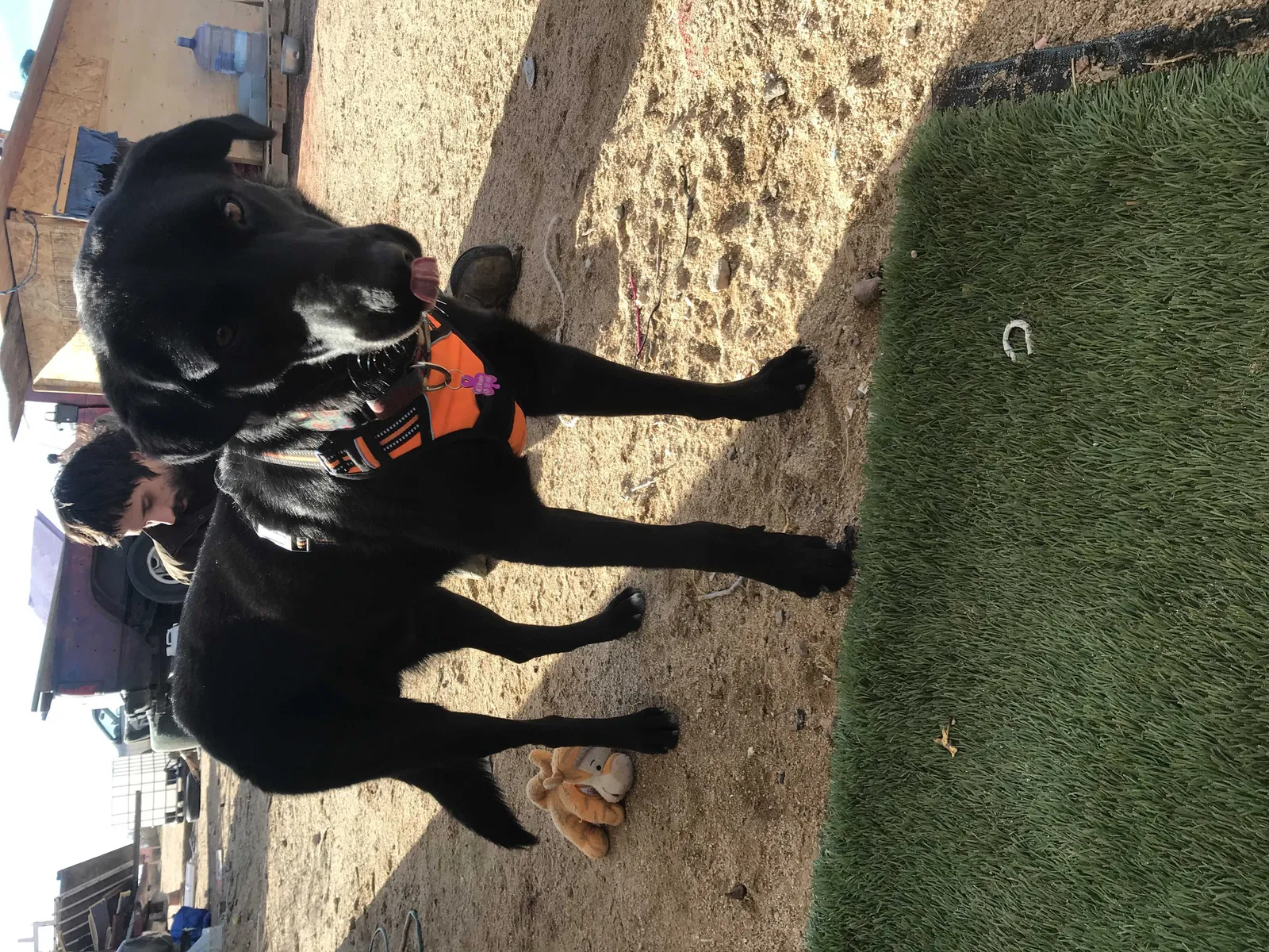 Lost dog in Helendale, CA, 92342