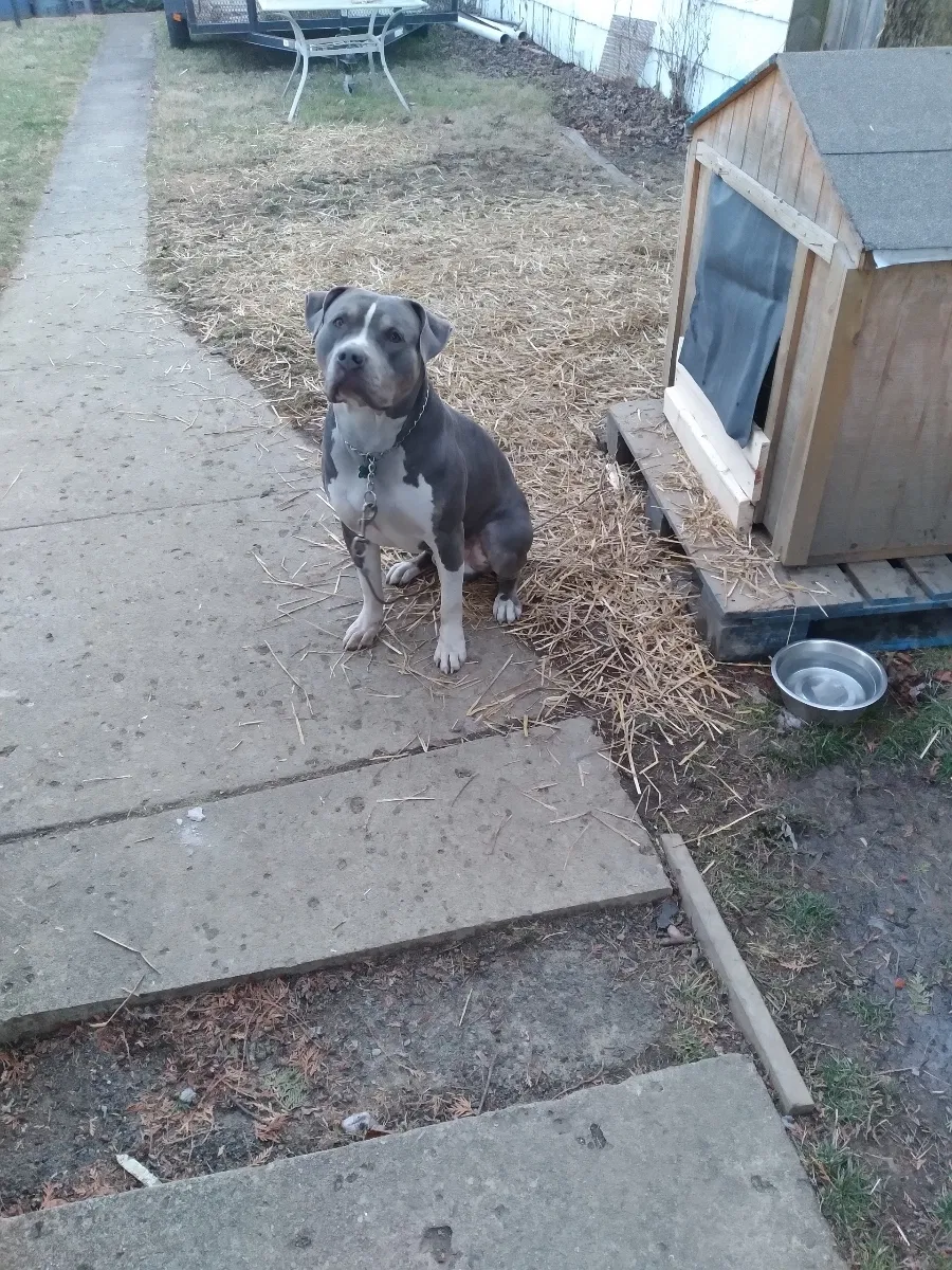 Lost dog in Columbus, OH, 43211