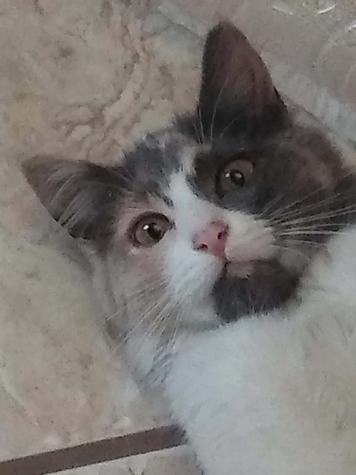 Lost cat in Las Cruces, NM, 88005