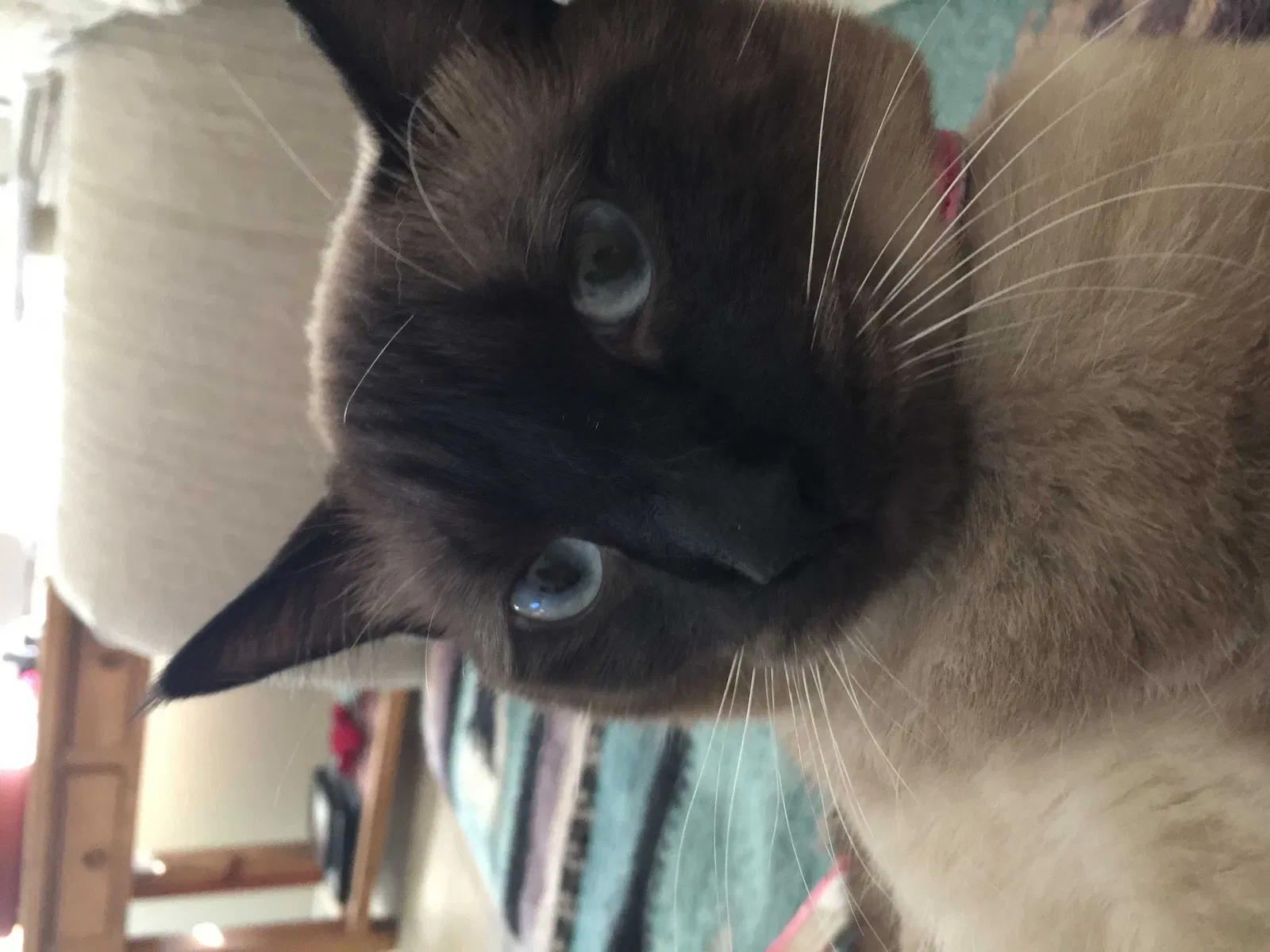 Lost cat in Las Cruces, NM, 88011