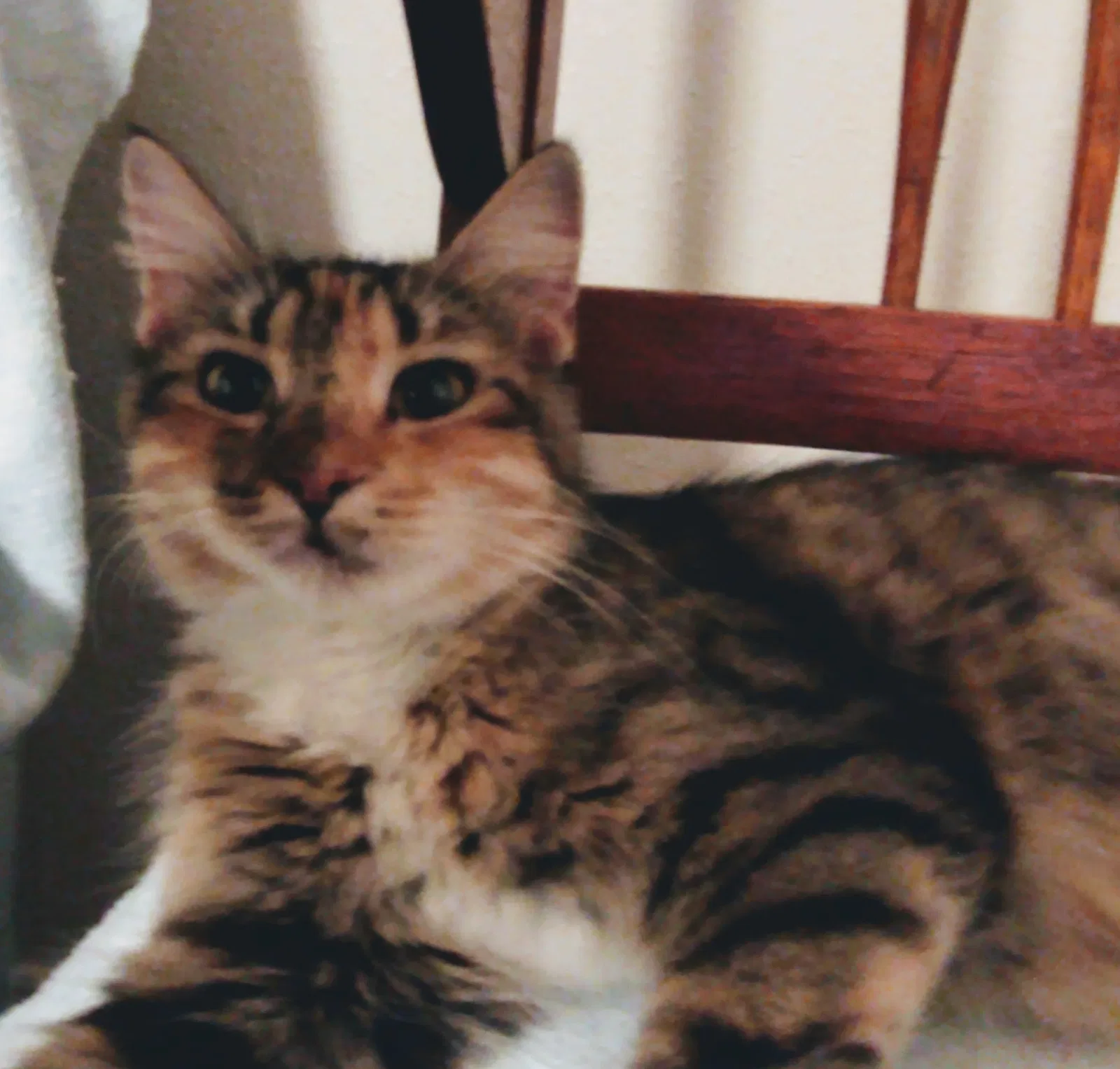Lost cat in San Marcos, TX, 78666