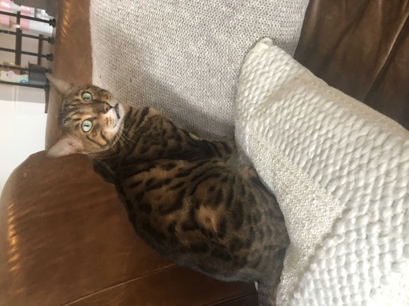 Lost cat in Smyrna, GA, 30080
