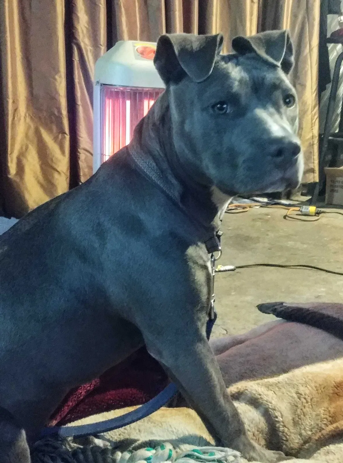 Lost dog in Huntington Park, CA, 90255