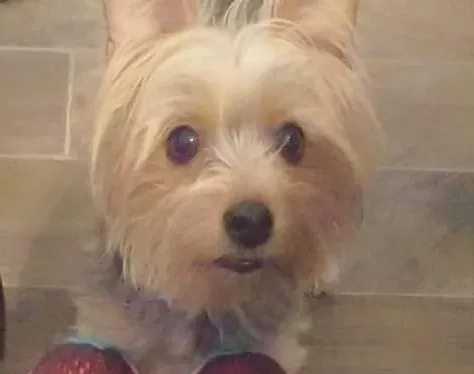 Lost dog in Richmond, TX, 77407