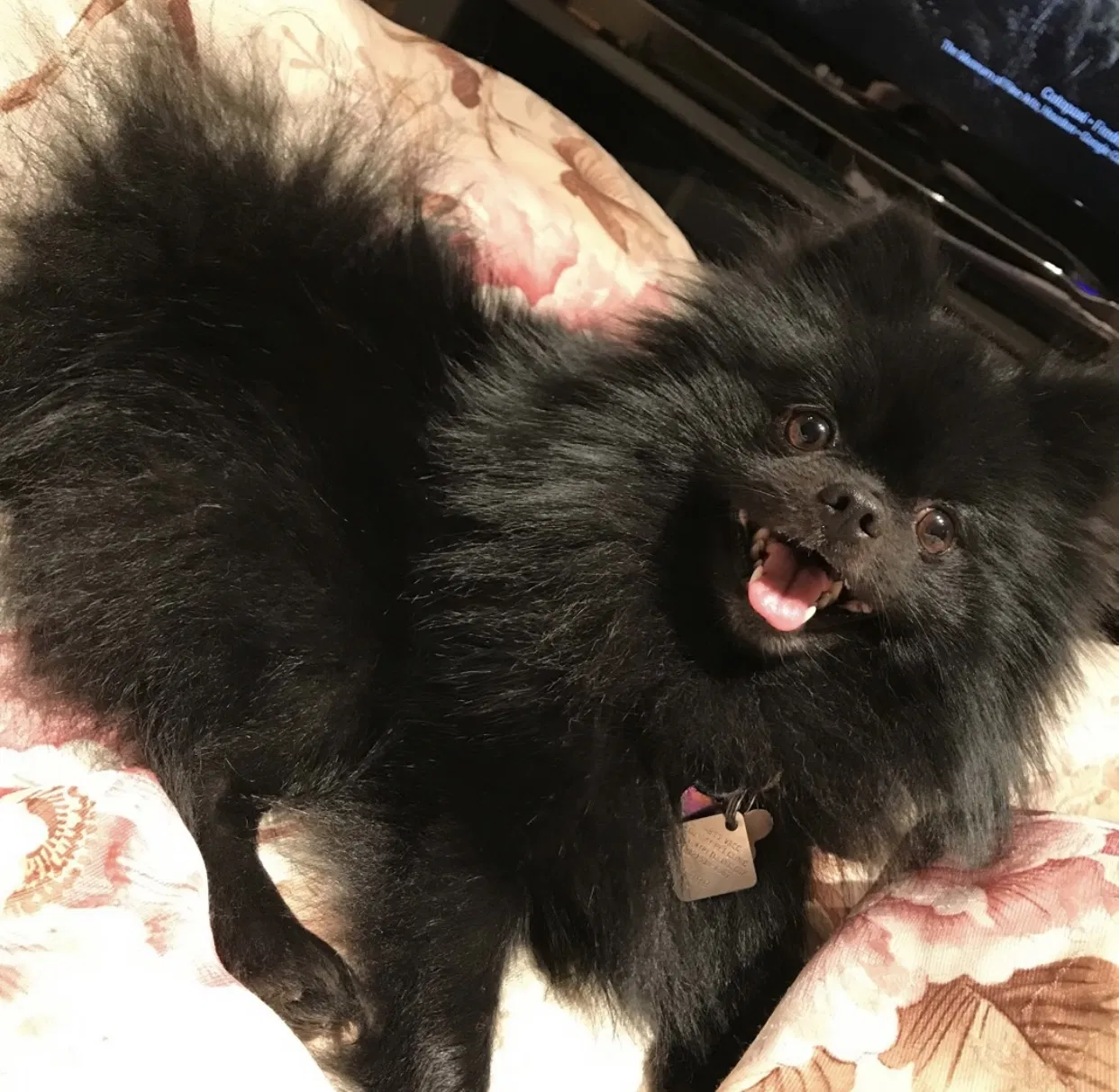 Lost dog in Spring, TX, 77381