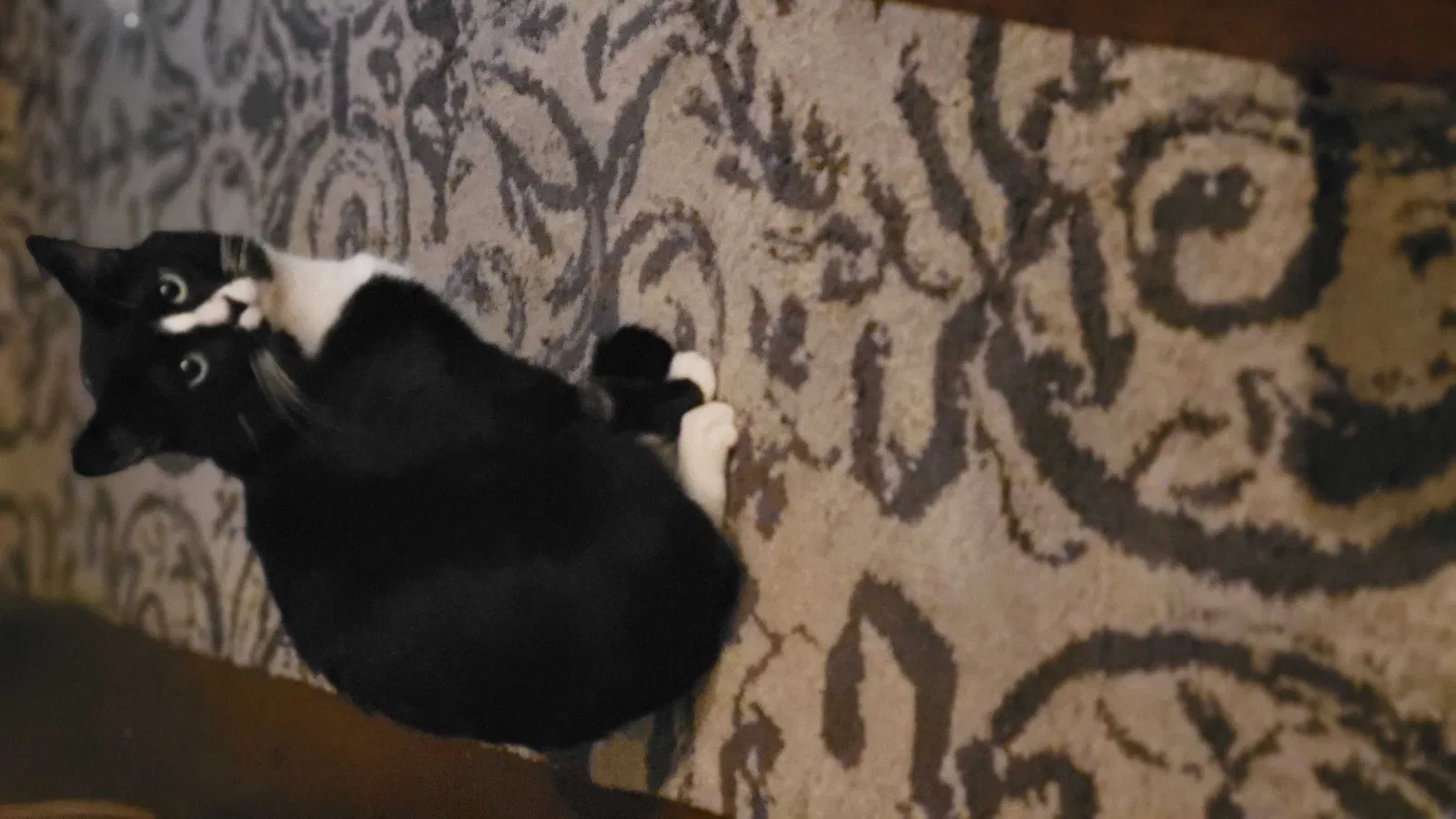 Lost cat in Phoenix, AZ, 85019