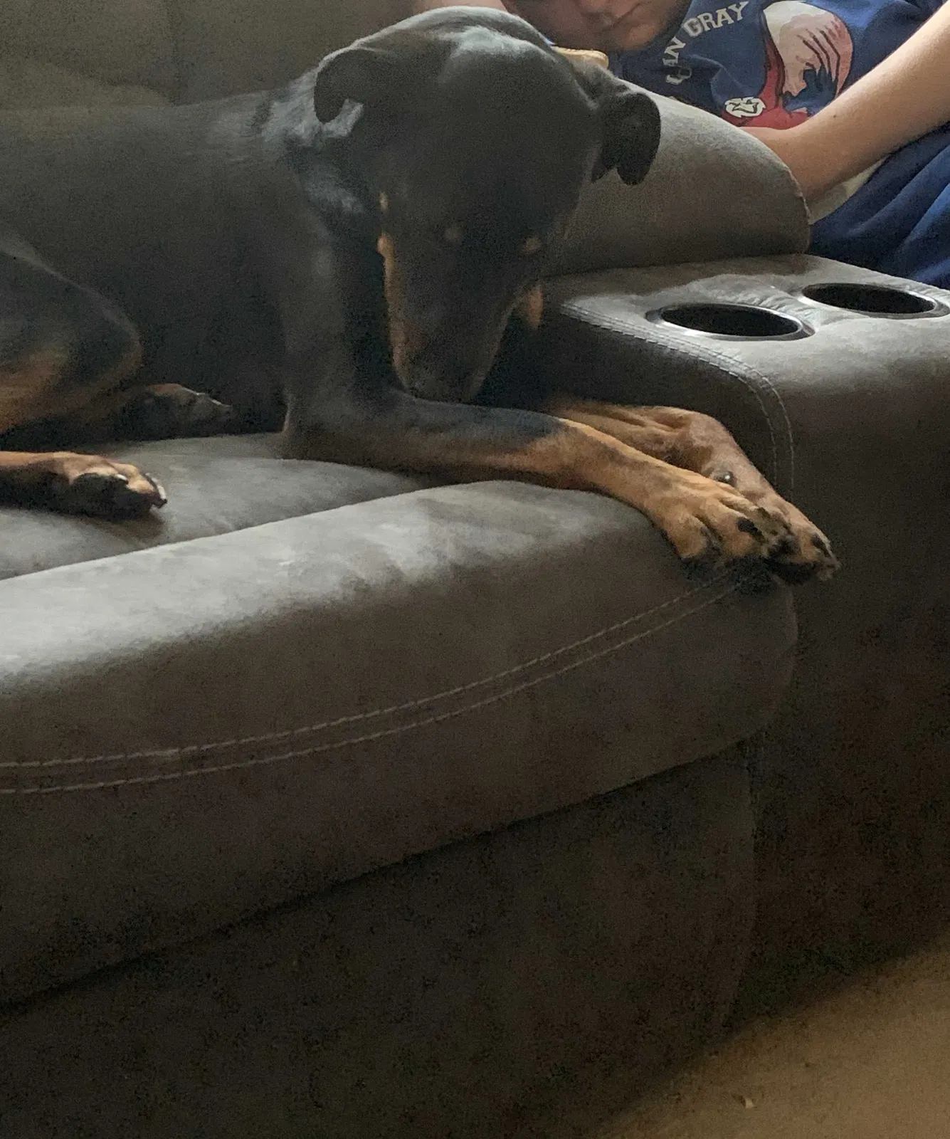 Lost dog in New Albany, OH, 43054