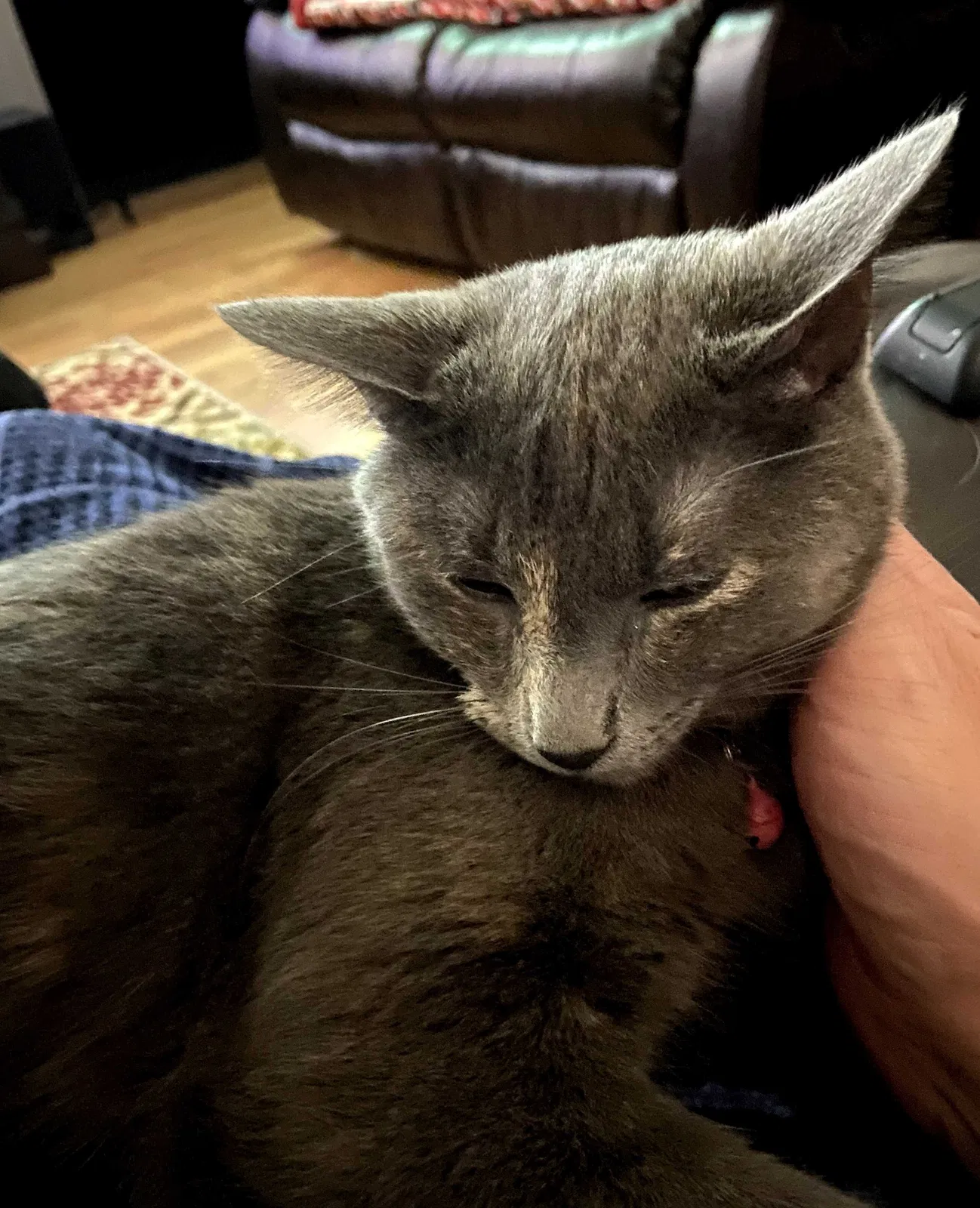 Lost cat in Phoenix, AZ, 85023