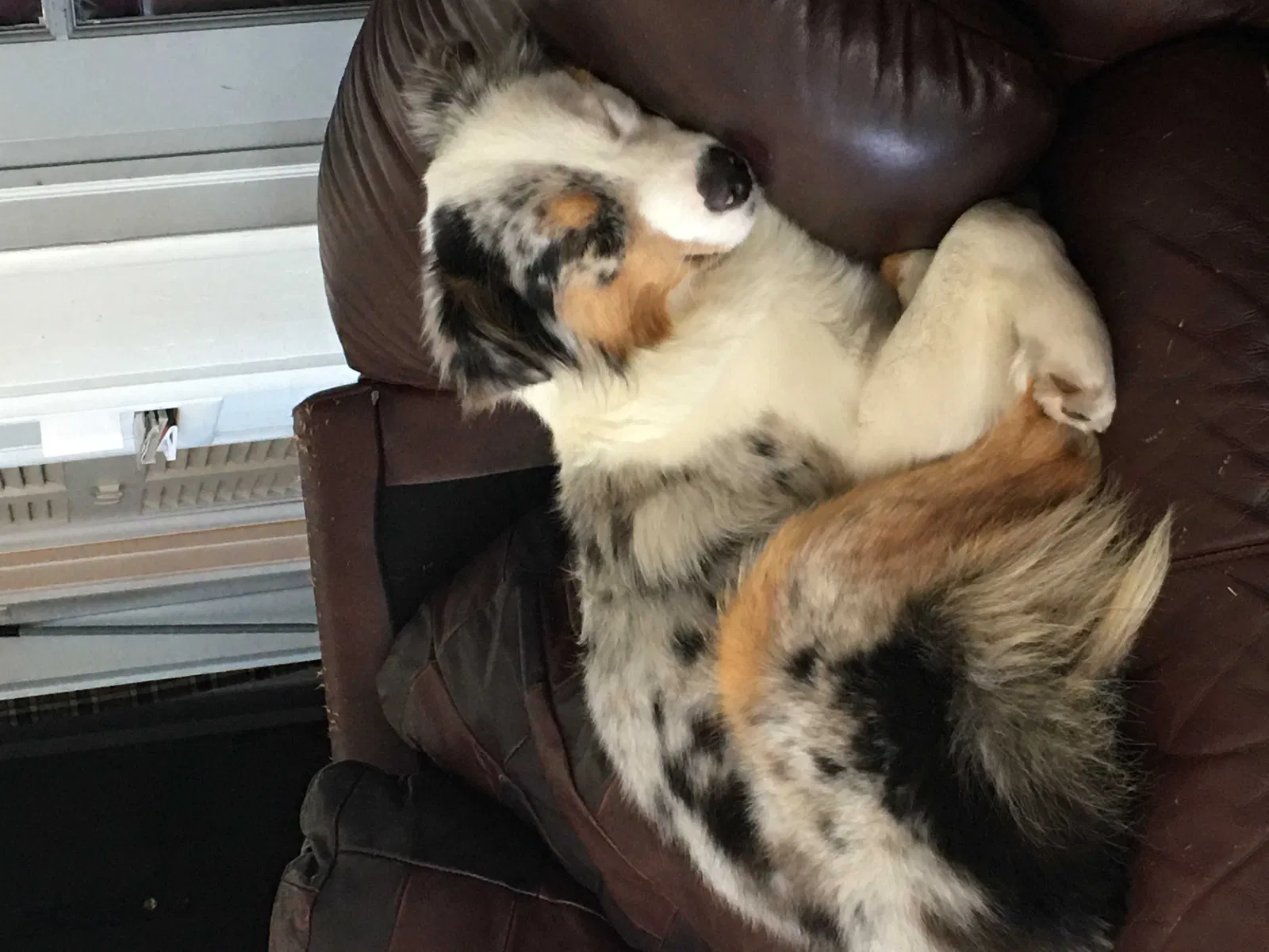 Found dog in Unknown, OK, 7