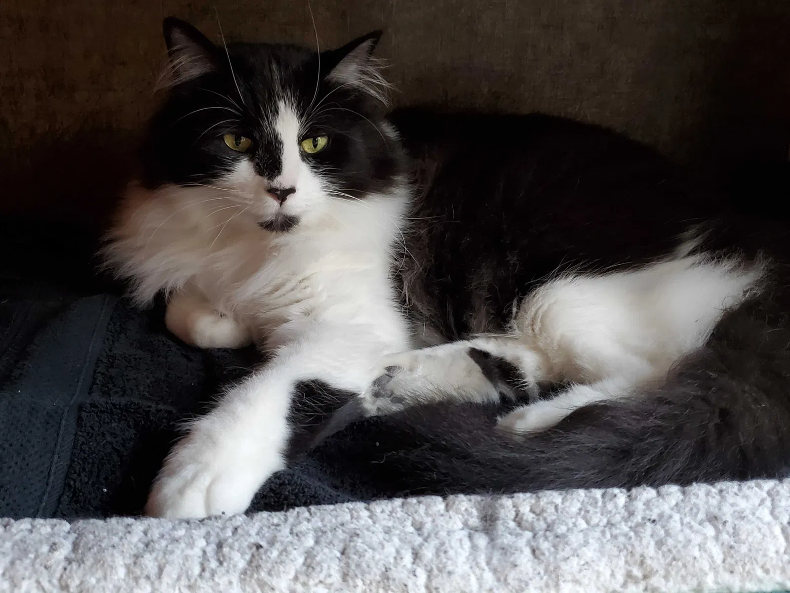 Lost cat in Decatur, TN, 37322