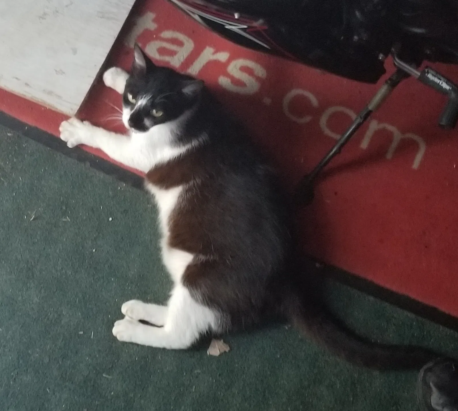 Lost cat in Jupiter, FL, 33458