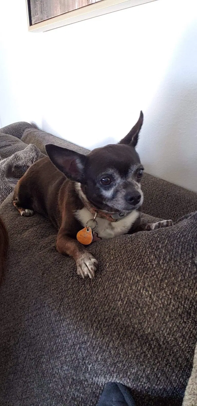 Lost dog in San Diego, CA, 92126