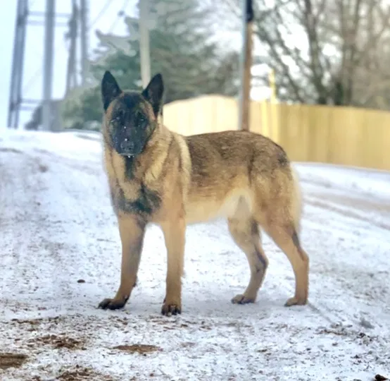 Found Dog