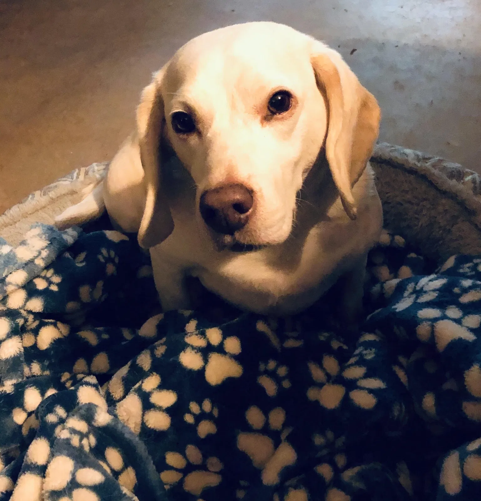 Lost dog in Merrillville, IN, 46410