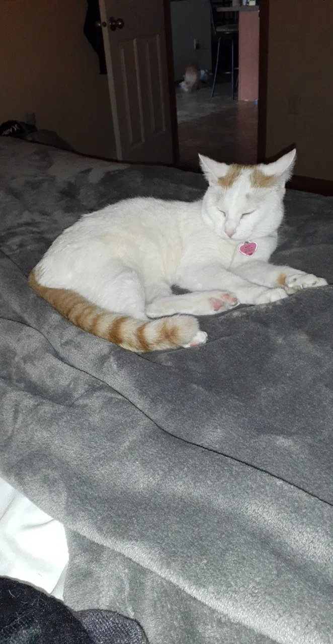Lost cat in Sioux Falls, SD, 57108
