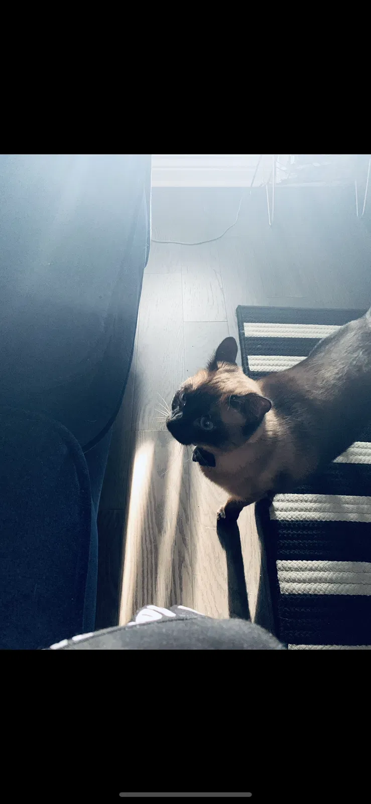 Lost cat in Fort Lauderdale, FL, 33351