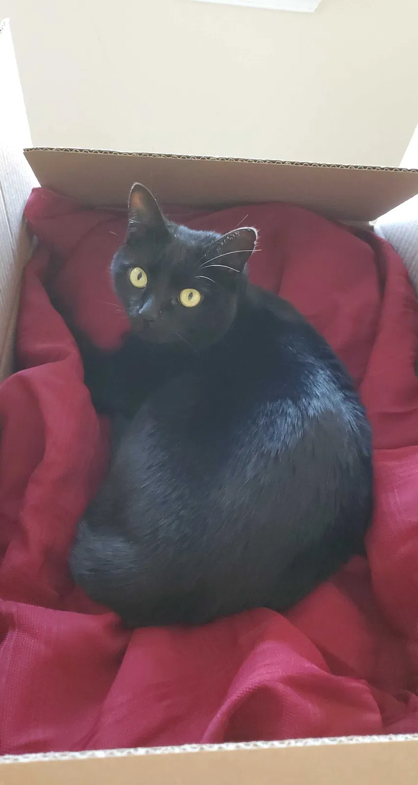 Lost cat in Upland, CA, 91784