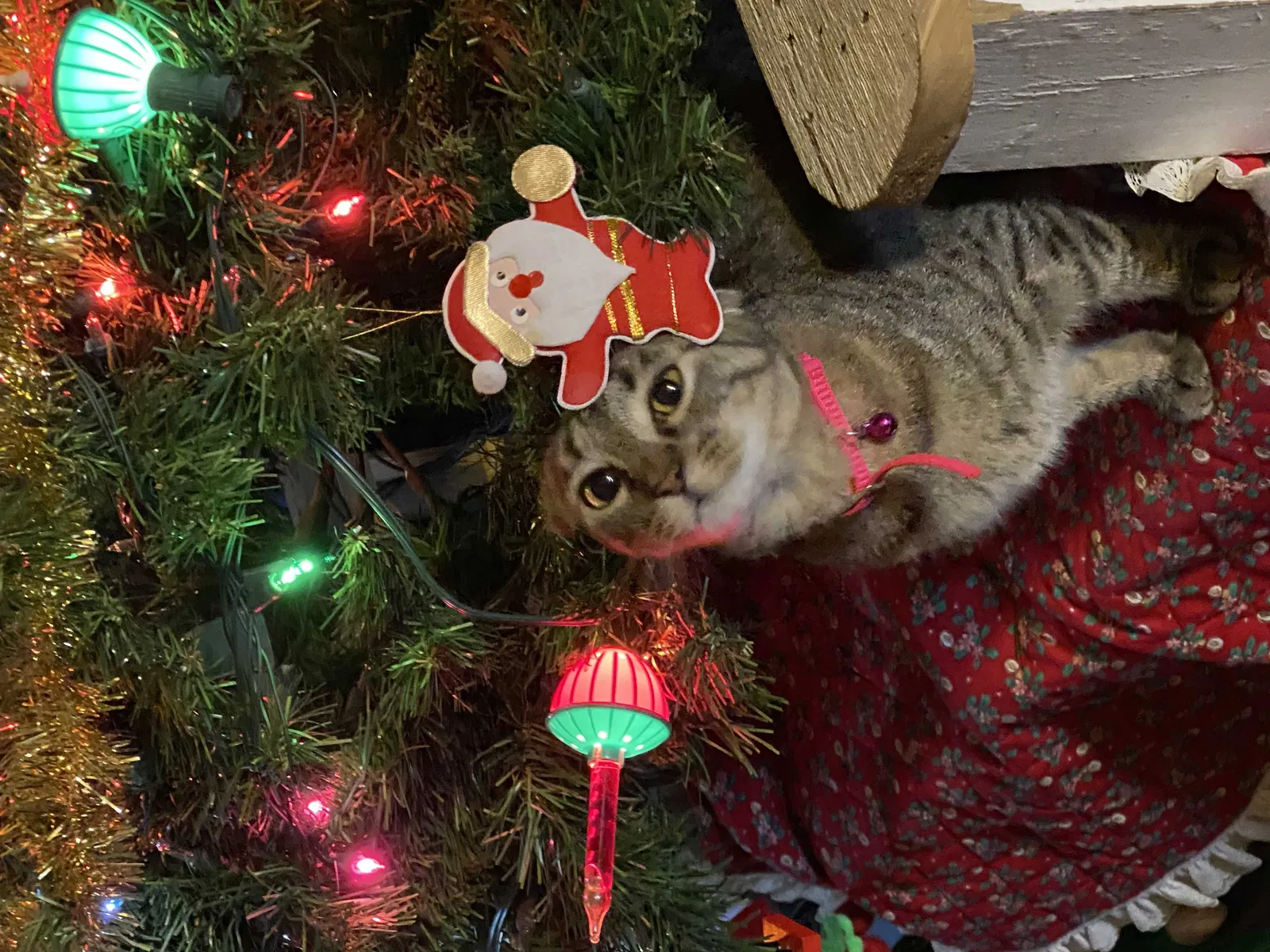 Lost cat in Haysville, KS, 67060