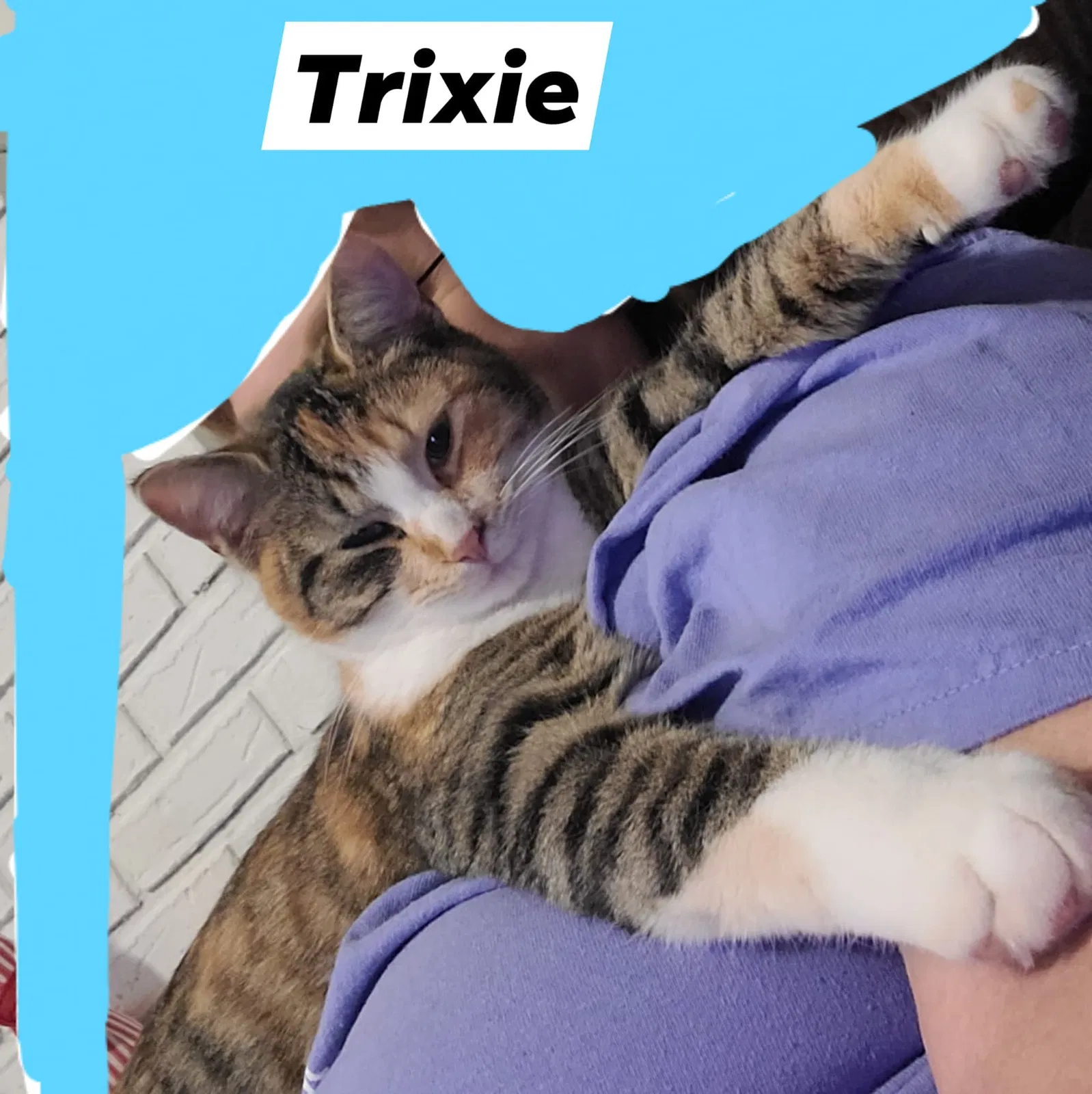 Lost cat in Knoxville, TN, 37920