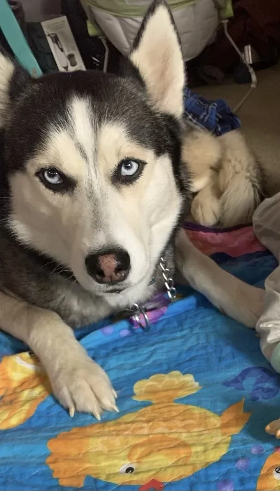 Lost dog in Bastrop, TX, 78602