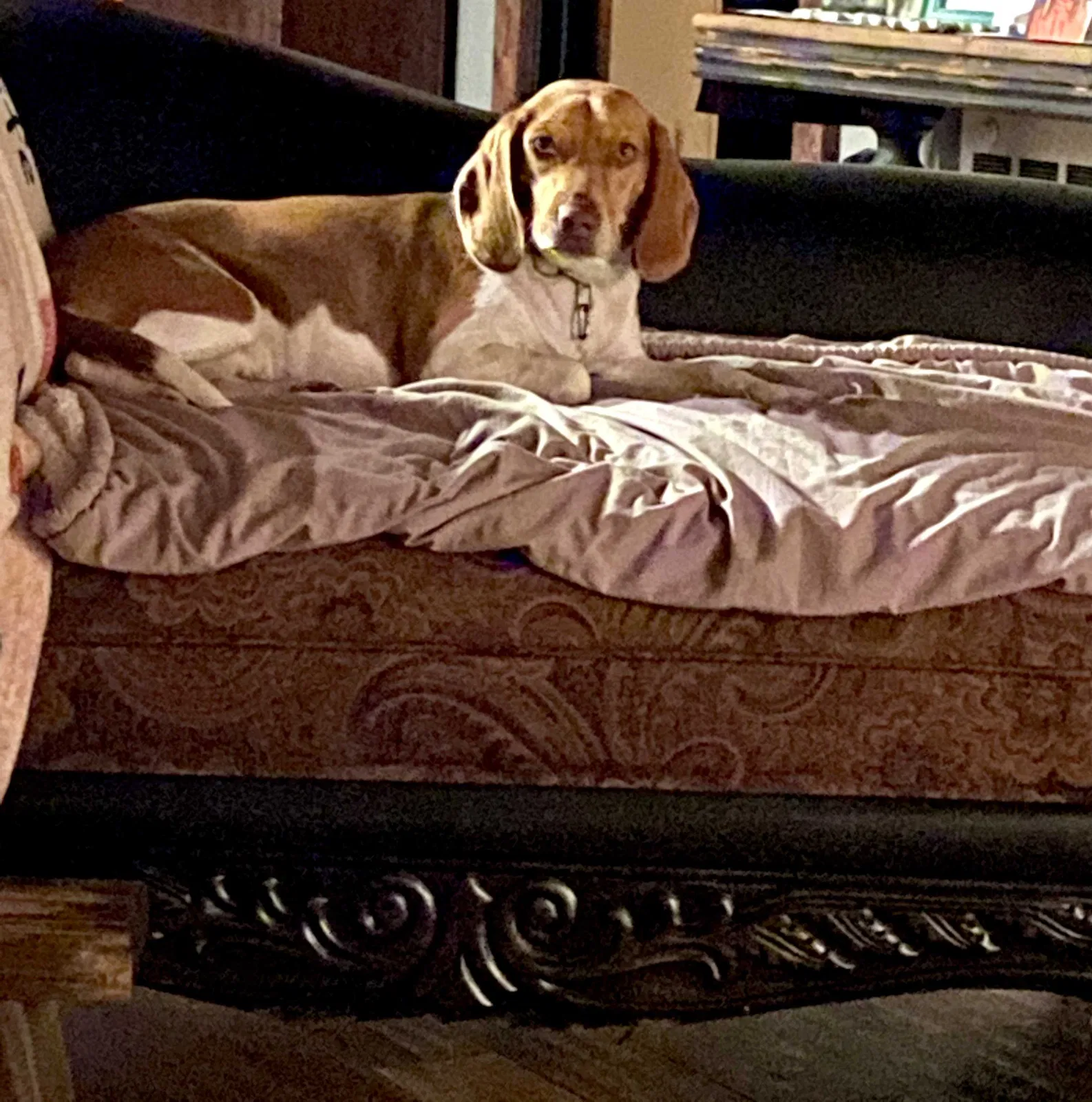 Lost dog in Pineville, MO, 64856