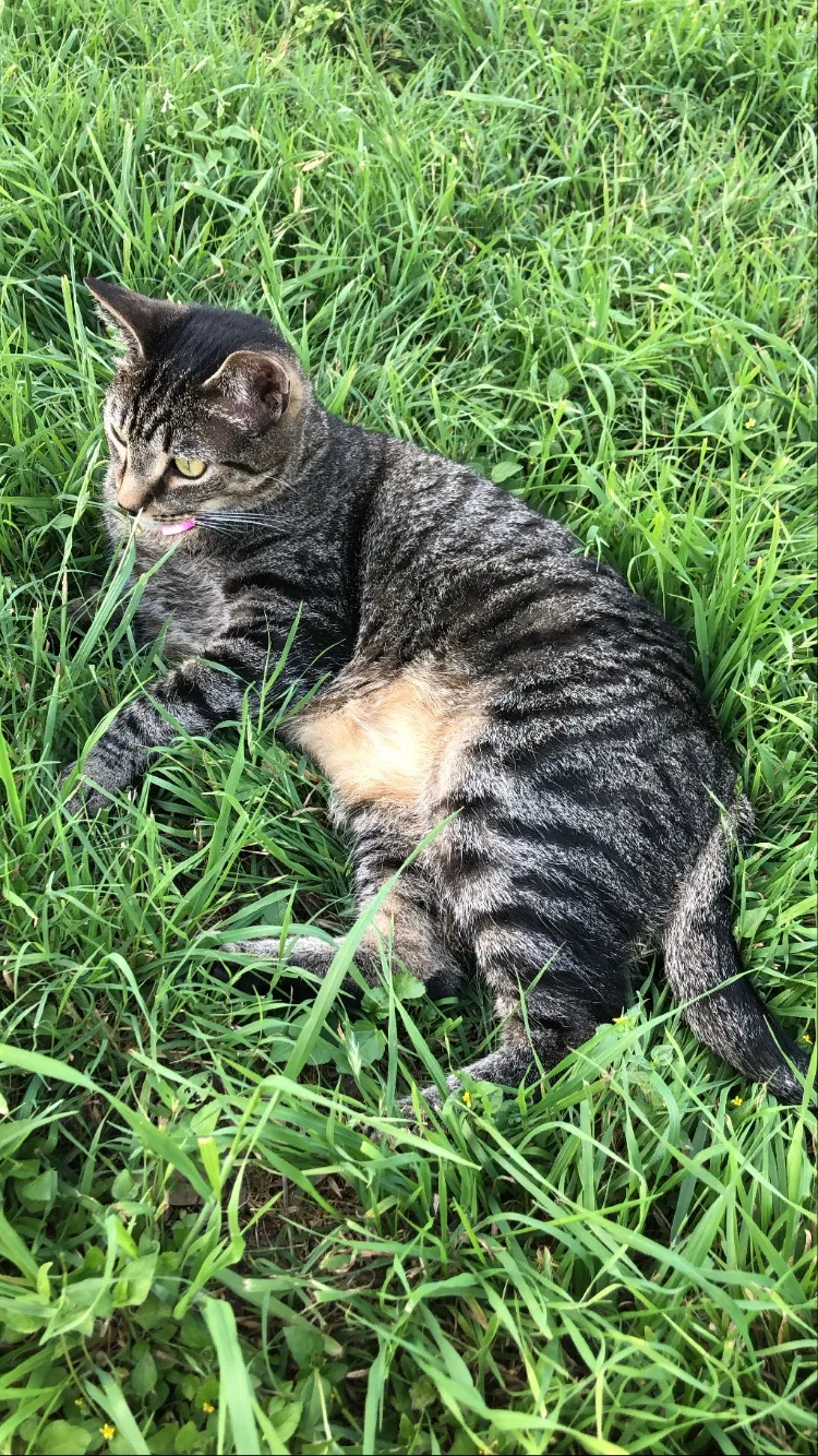 Lost cat in Austin, TX, 78741