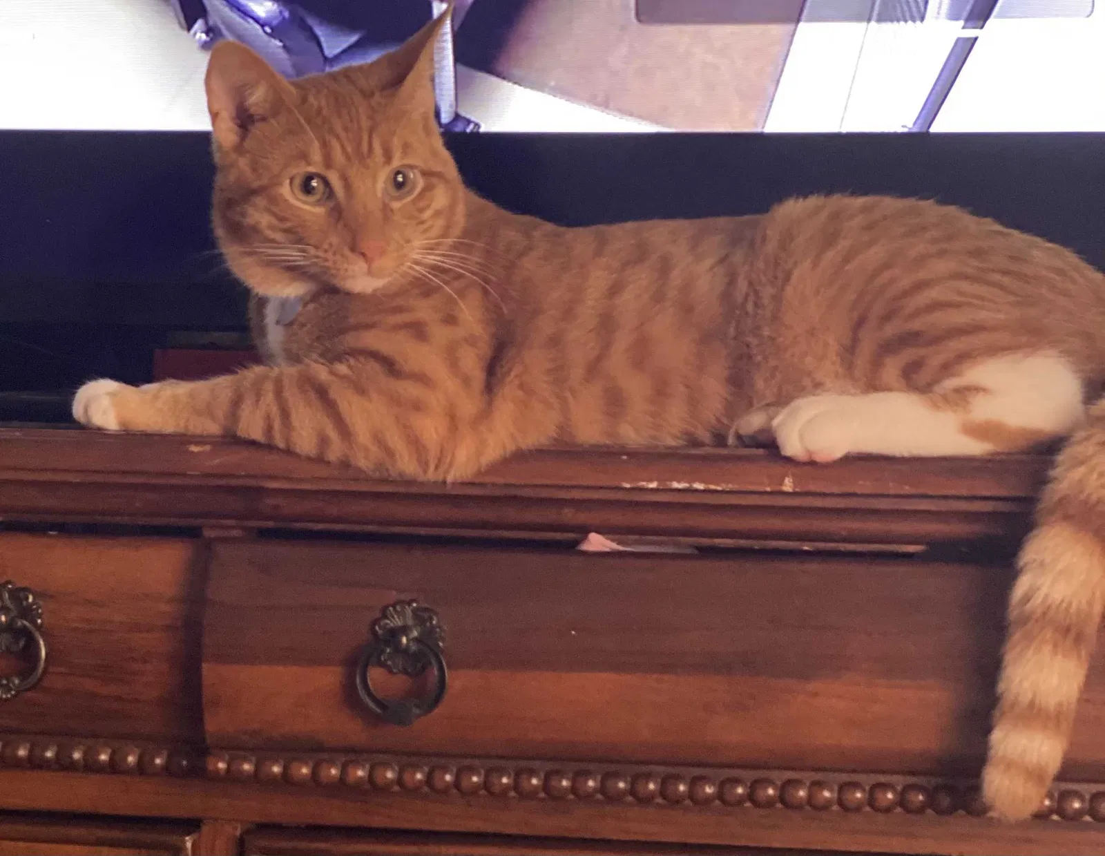 Lost cat in Tampa, FL, 33619