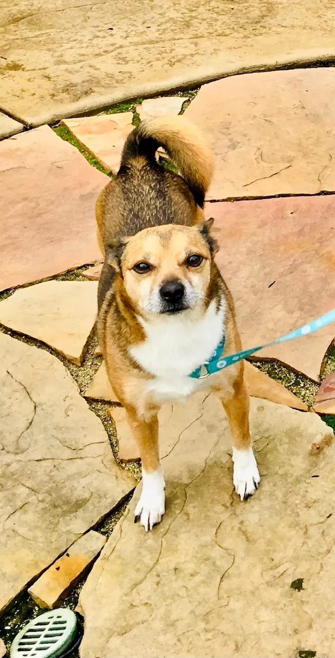 Lost dog in Roseville, CA, 95678