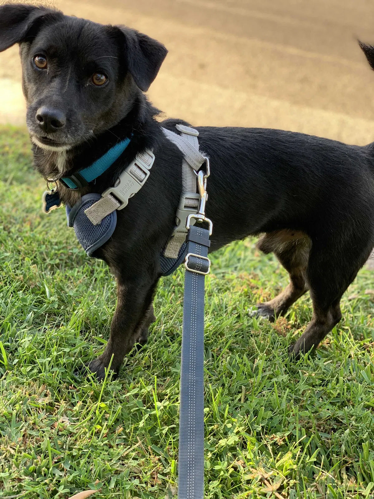 Lost dog in Tampa, FL, 33620