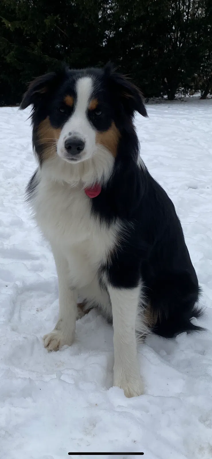 Lost dog in Enon Valley, PA, 16120