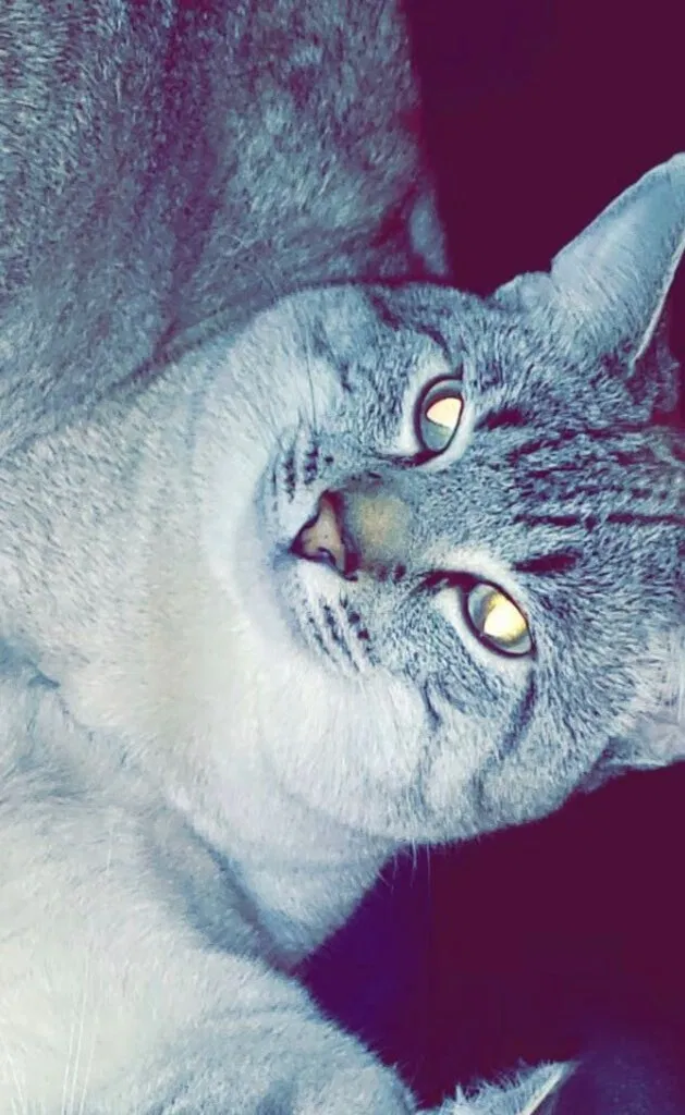 Lost cat in Savannah, GA, 31419