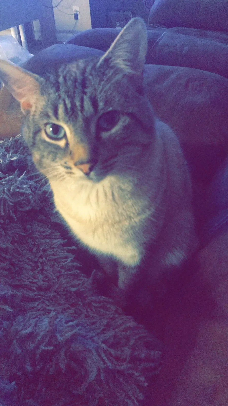 Lost cat in Savannah, GA, 31419
