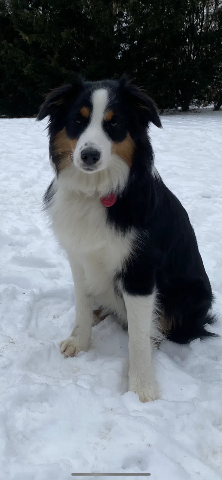 Lost dog in New Wilmington, PA, 16142