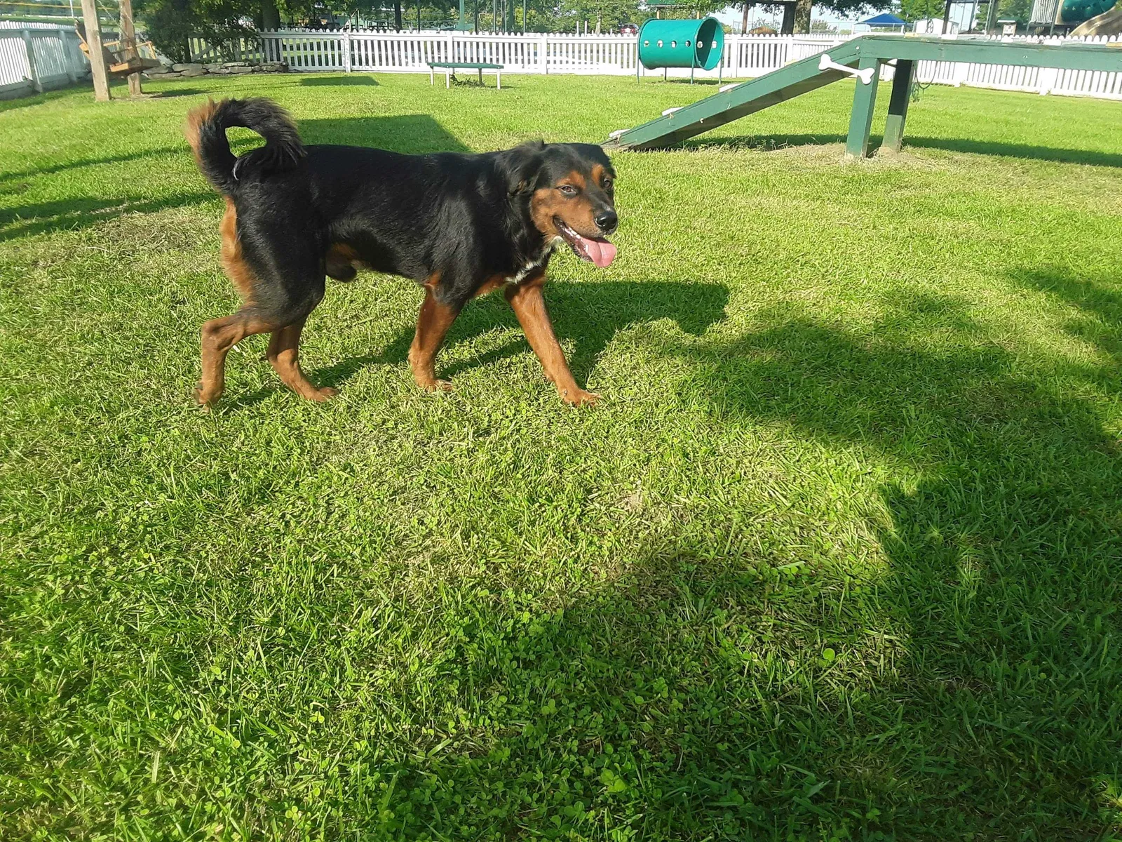 Lost dog in Maysville, KY, 41056