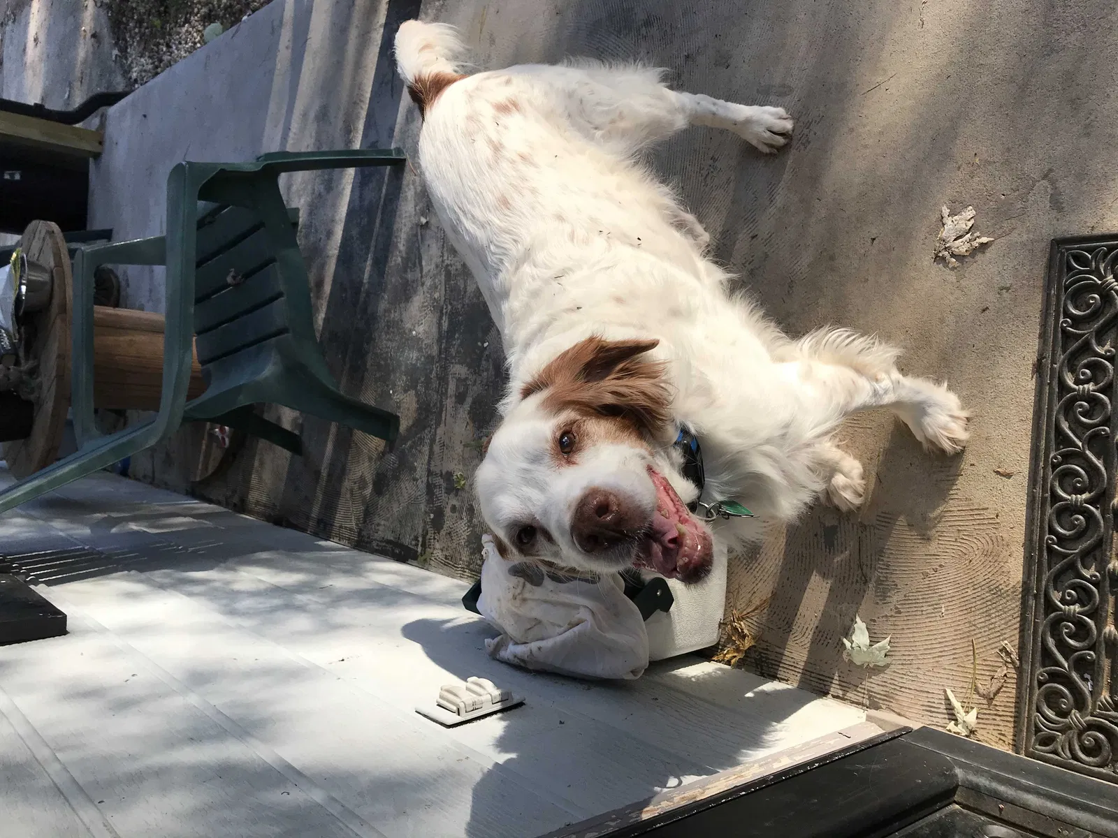 Lost dog in Wilkesboro, NC, 28697