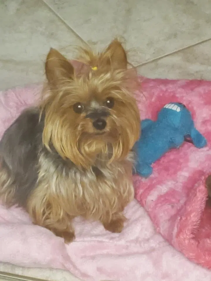 Lost dog in Pompano Beach, FL, 33063