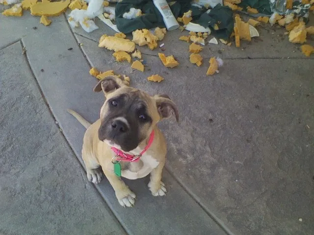 Lost dog in Victorville, CA, 92395
