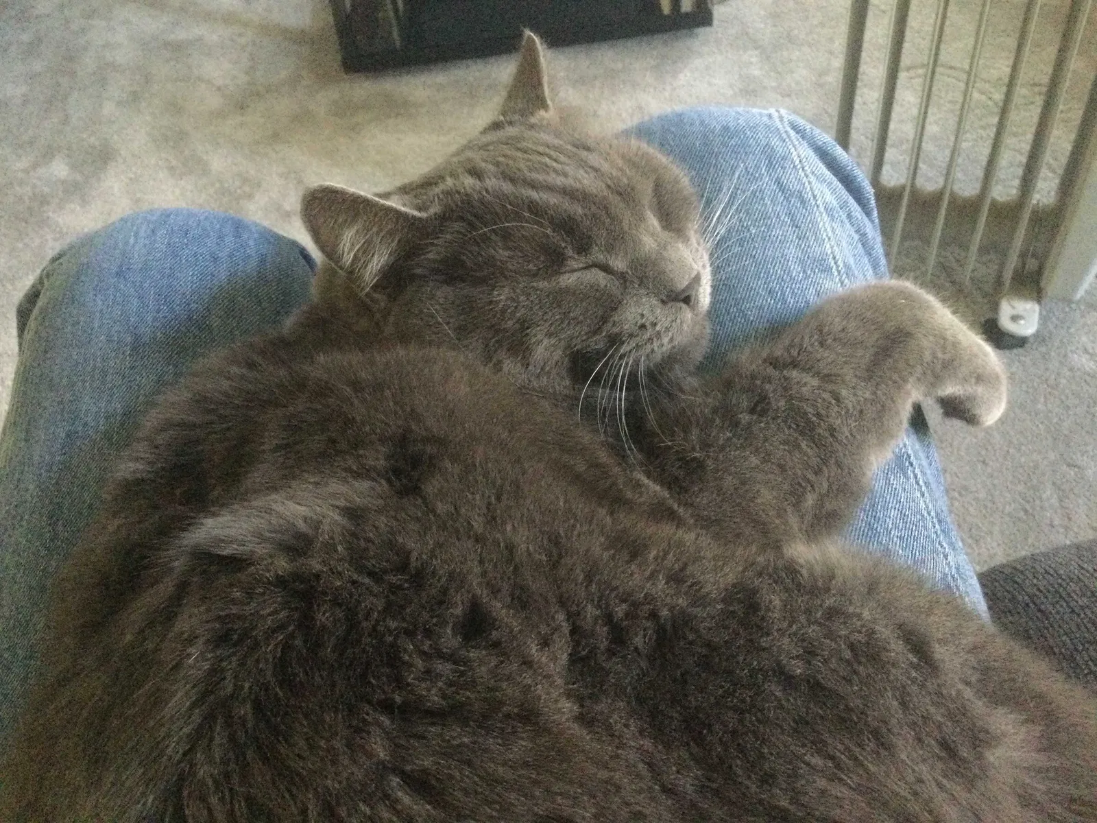 Lost cat in Shingle Springs, CA, 95682