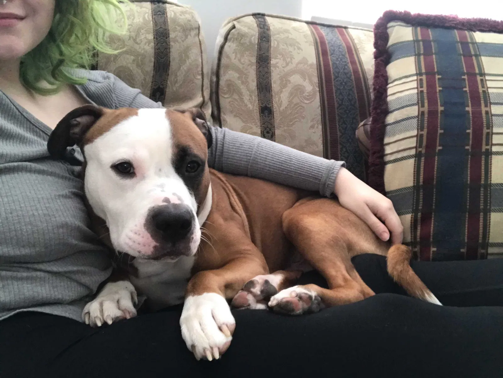 Lost dog in Evansville, IN, 47714