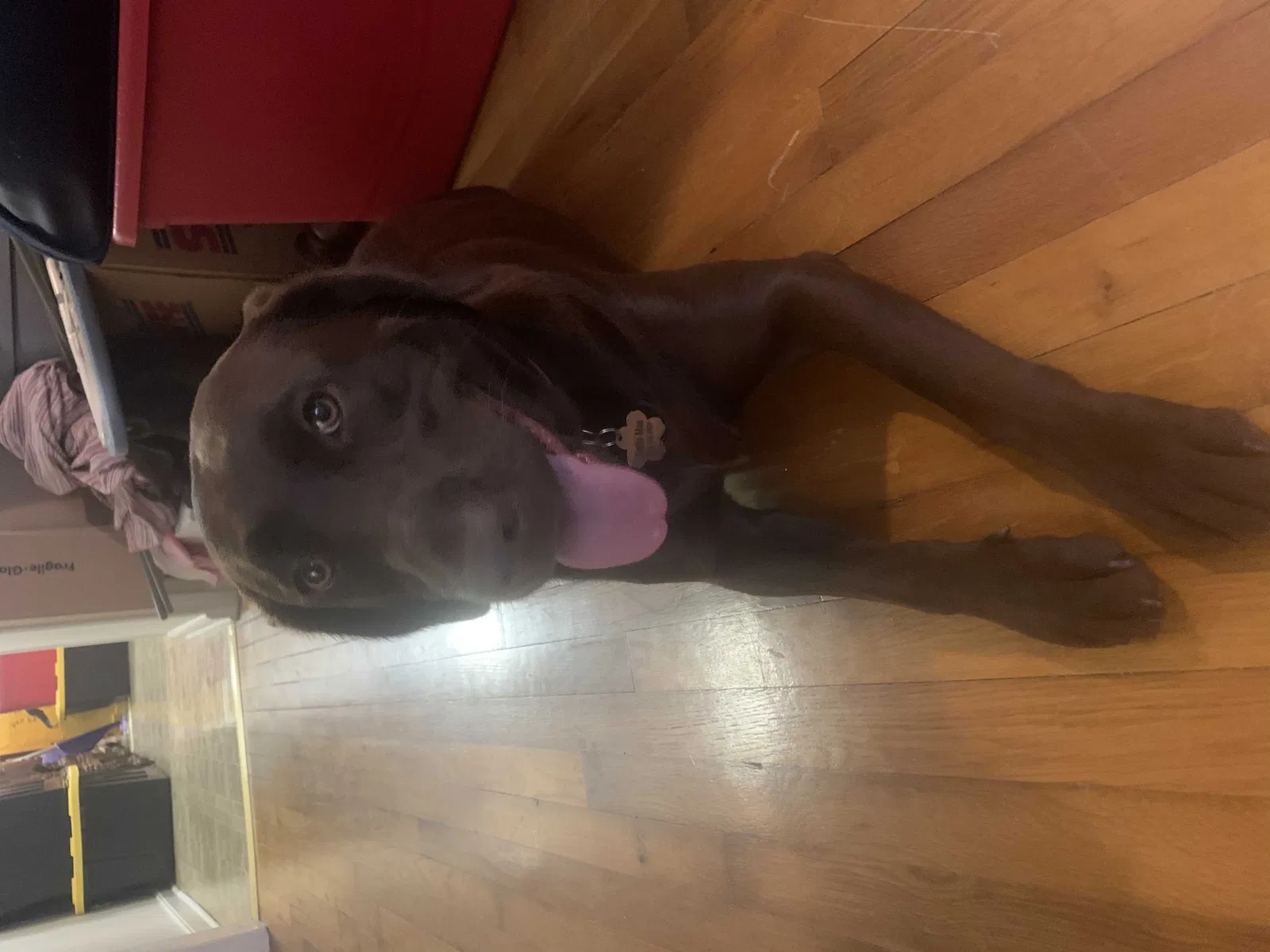 Lost dog in Summerville, GA, 30747