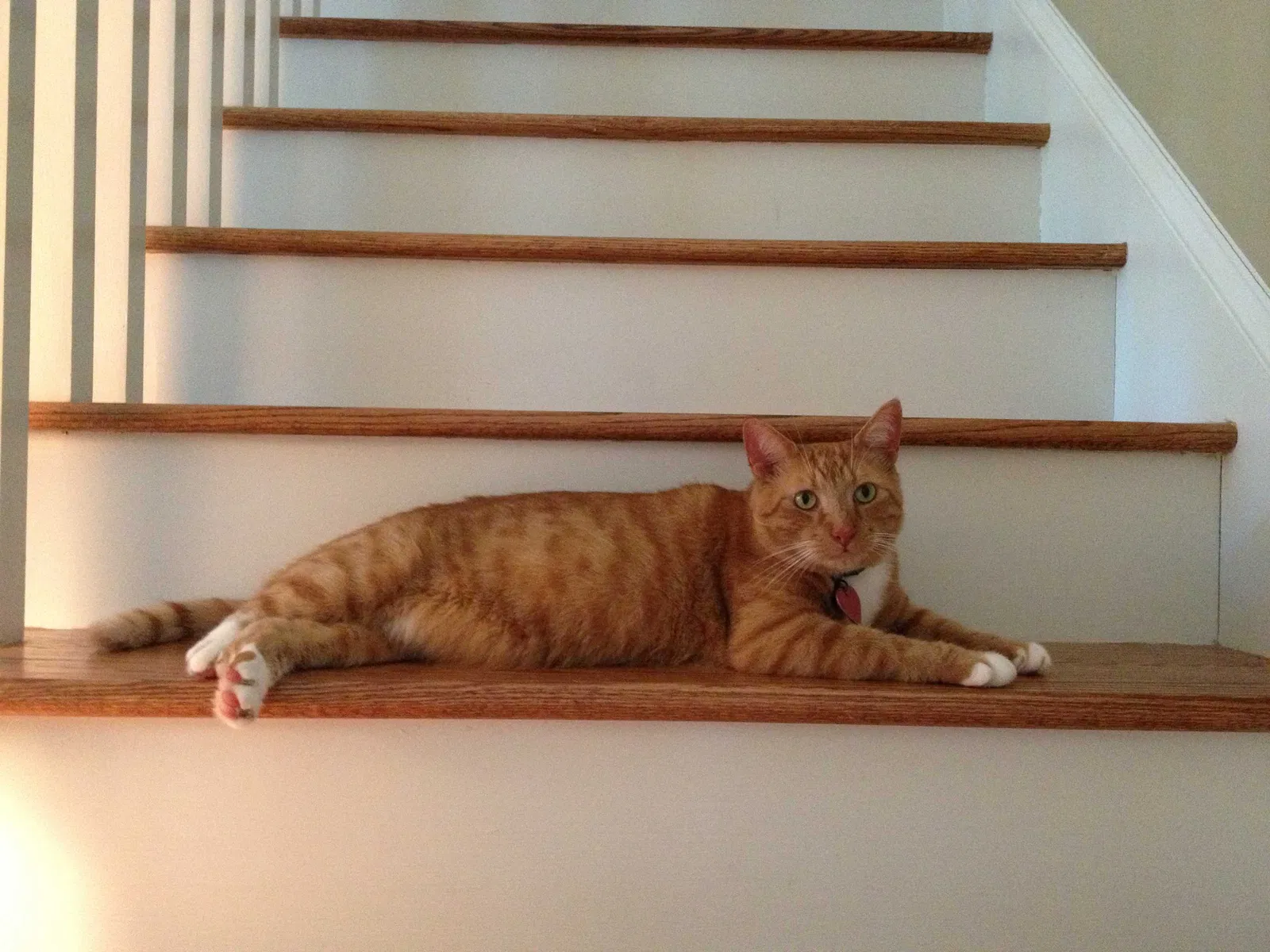 Lost cat in Wake Forest, NC, 27587
