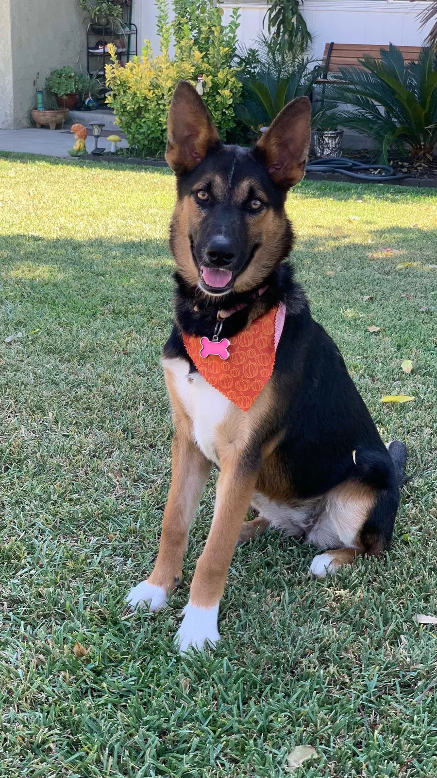 Lost dog in Duarte, CA, 91010