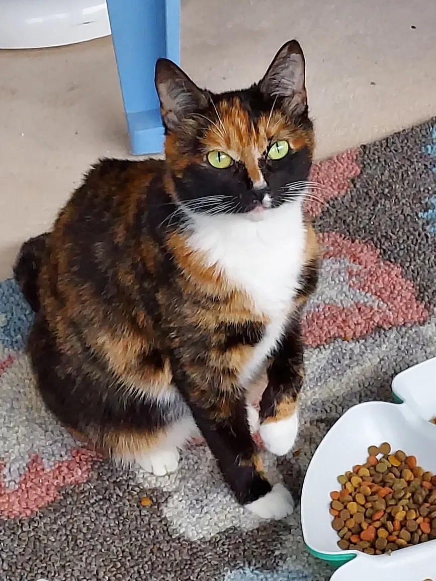 Lost cat in Lakeland, FL, 33801