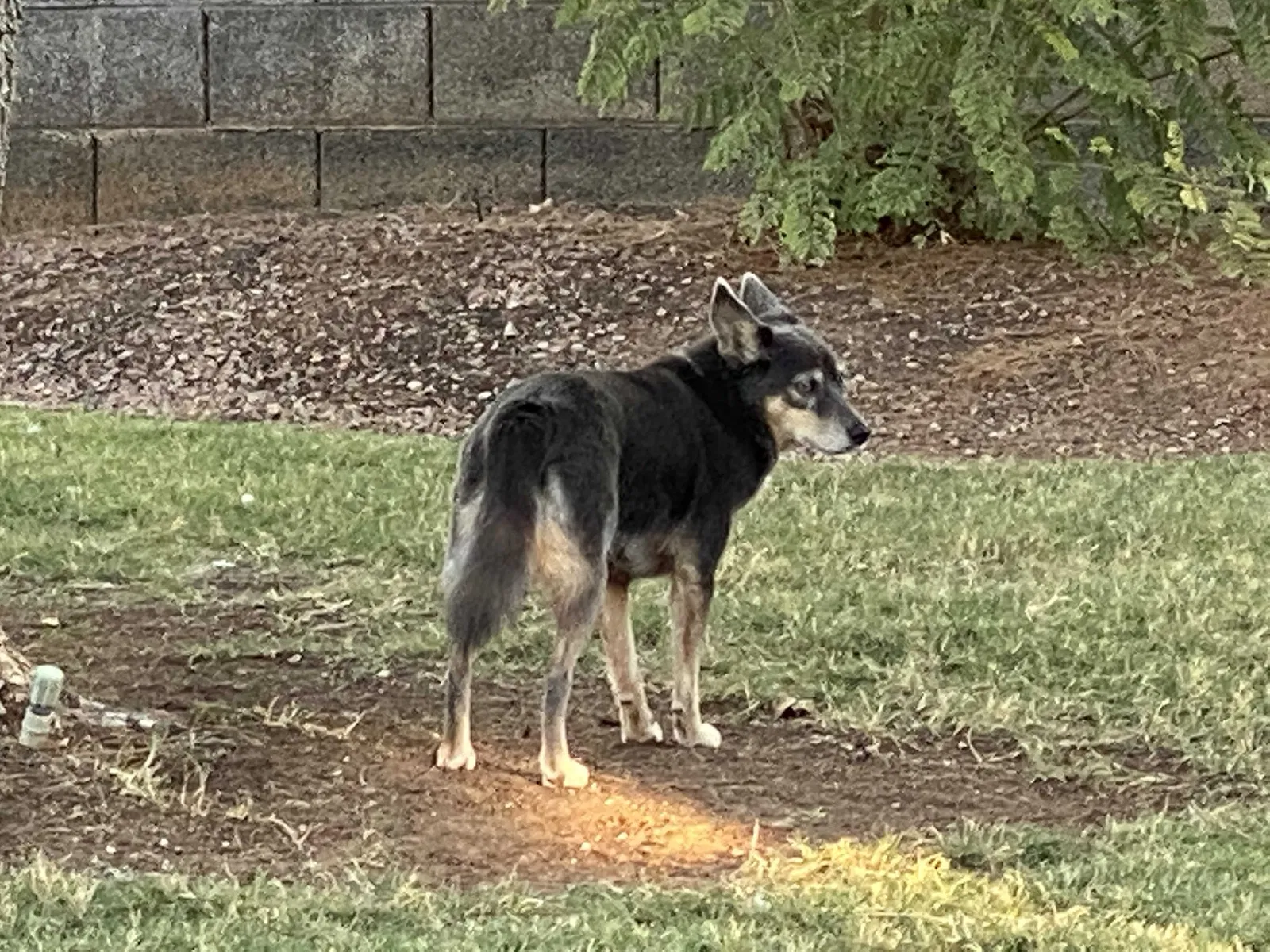 Lost dog in Gilbert, AZ, 85296